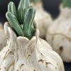 Sprouting Garlic Bulb