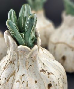 Sprouting Garlic Bulb